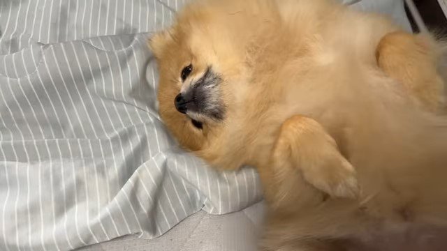 仰向けで寝る犬