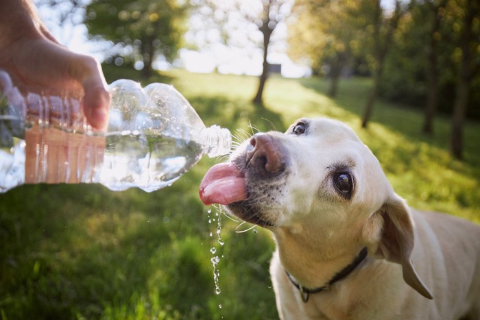 水を飲む犬