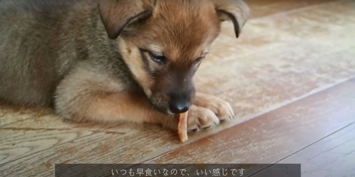 ジャーキーを食べる子犬
