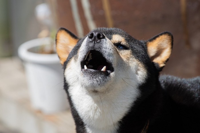 鳴く犬