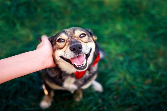 撫でられて笑顔の犬