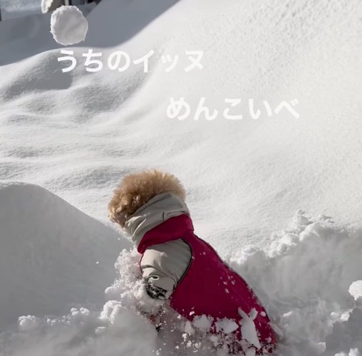 雪玉で遊ぶきなちゃん