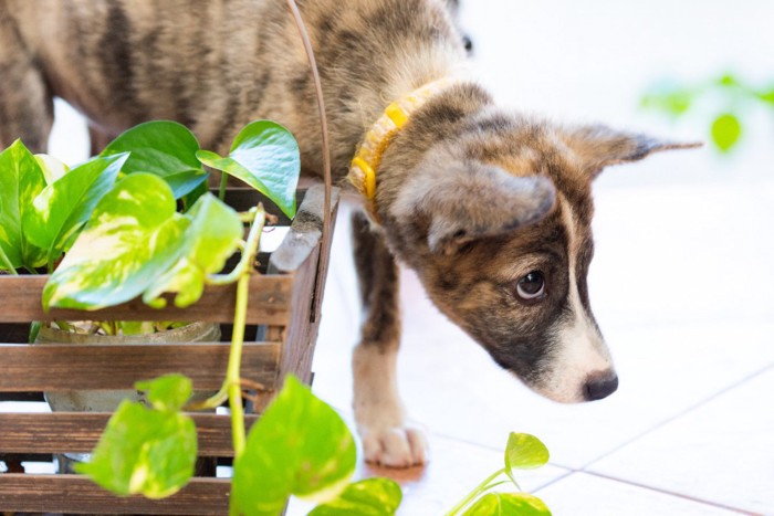 緊張する子犬