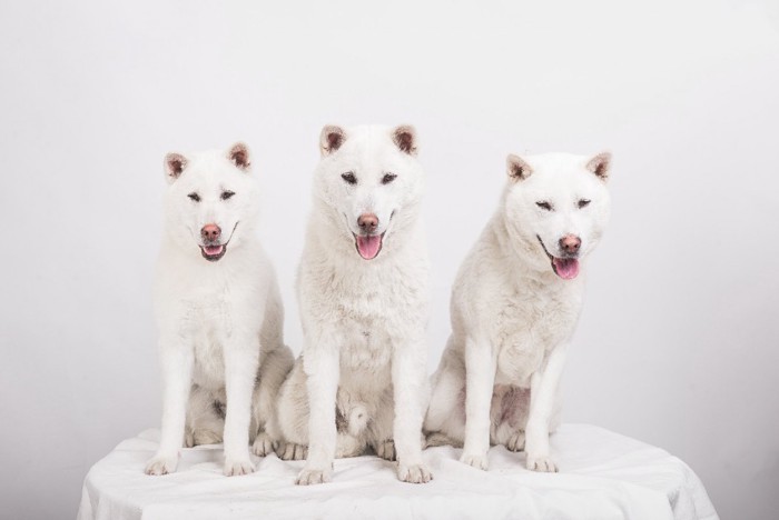 3匹の紀州犬