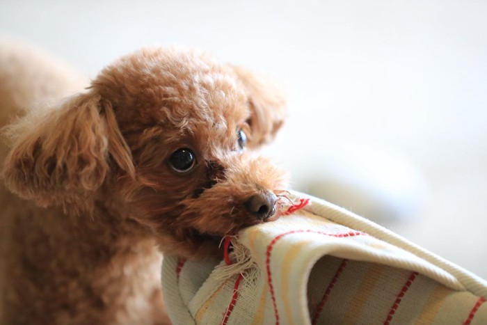 スリッパをくわえて歩く犬