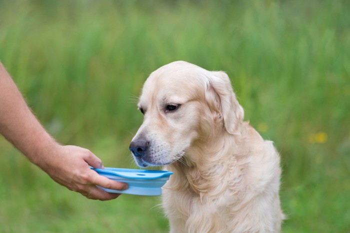 お皿を見つめる犬