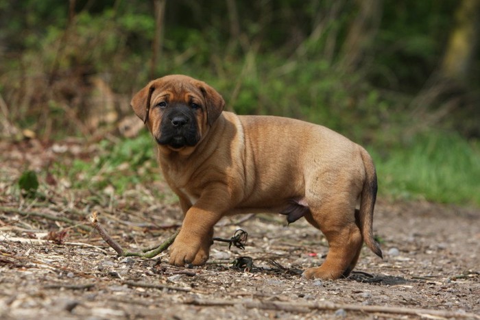 土佐犬子犬