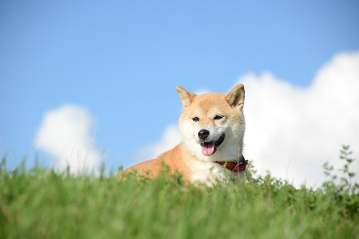 青空と柴犬