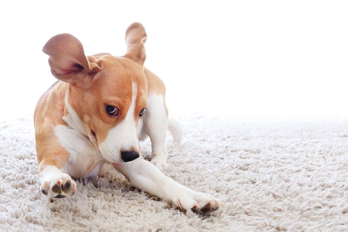 カーペットの上ではしゃぐ犬