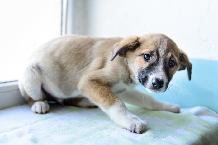 窓の前で身を低くする子犬