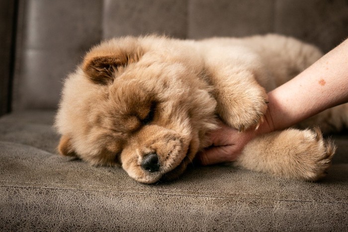 子犬のチャウチャウ