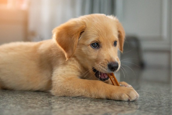 ガムを噛む子犬