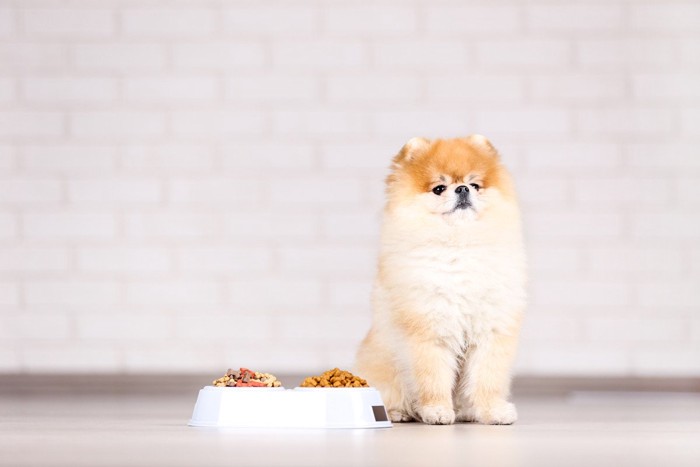 山盛りのフードの横でおすわりする犬