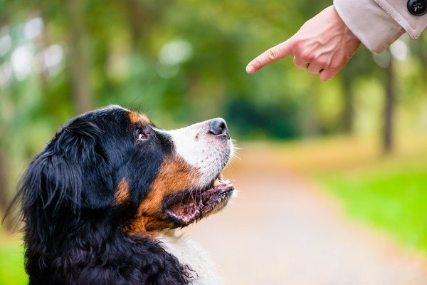 指をさされる犬