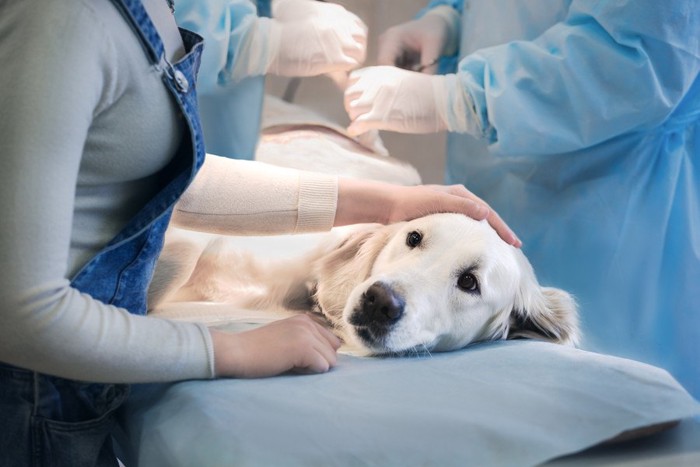 病院のベッドで横になる犬