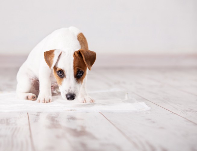 おしっこをトイレ以外の場所でしてしまった子犬