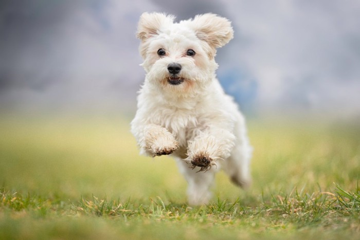 走る犬