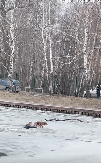 犬を氷上に上げることに成功