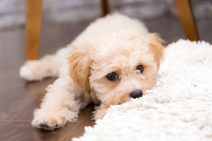 うつ伏せでこちらを見つめる犬