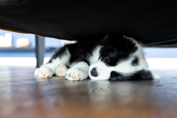 ソファの下で眠る子犬