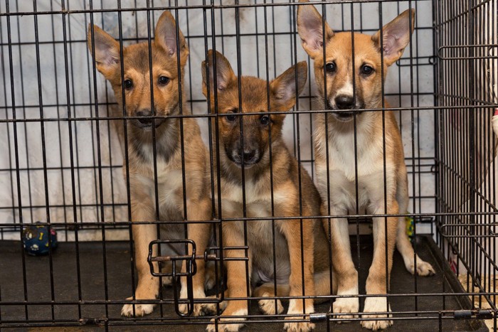 ケージの中、3匹の子犬