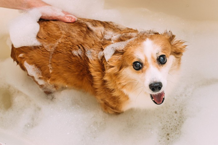 湯舟に入ってシャンプー中の犬