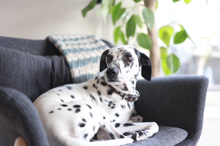 ソファーの上で振り返る犬