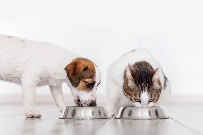 フードを食べている犬と猫