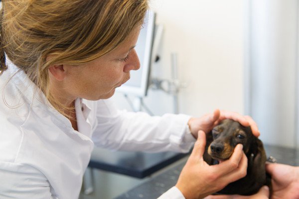 犬にあんずを与える時の注意点