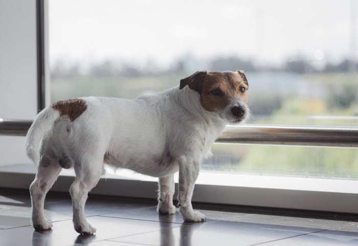 尻尾が垂れた犬