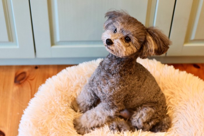 何かを見ている犬