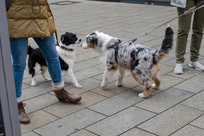 散歩中に他の犬のニオイを嗅ぐ犬