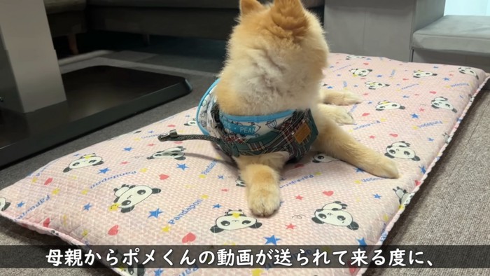 「なんか音がした！飼い主さんかな！？」