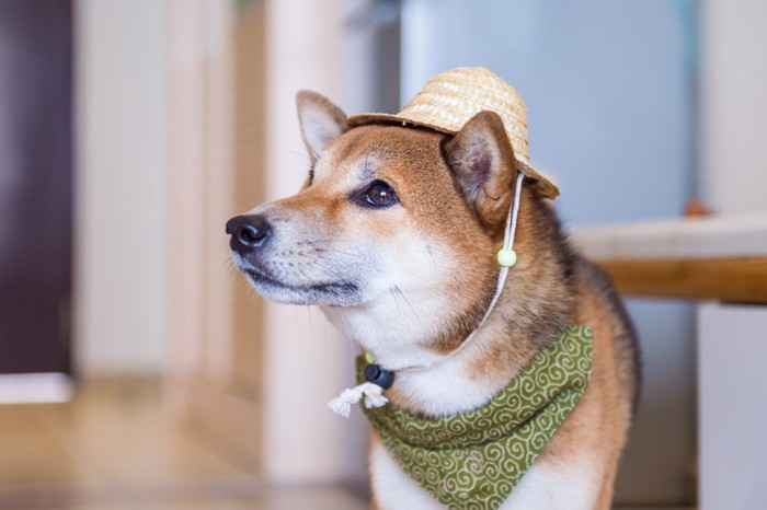 頭に麦わら帽子、首に唐草模様のバンダナをした柴犬