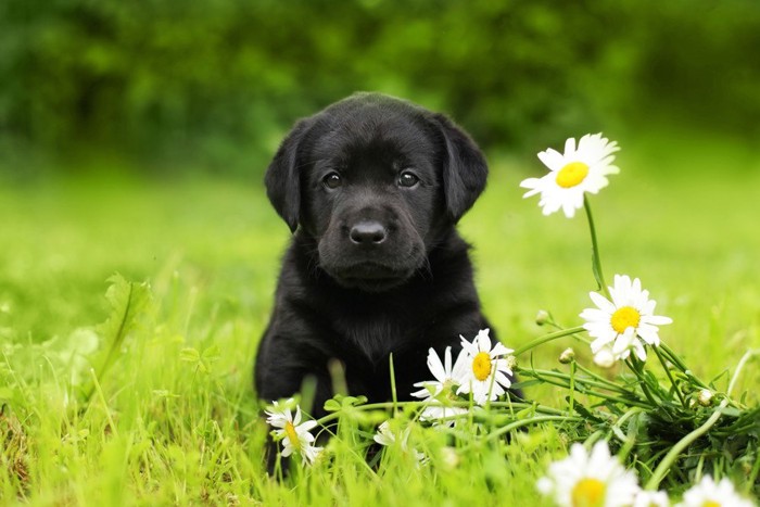 ラブラドールレトリバー子犬