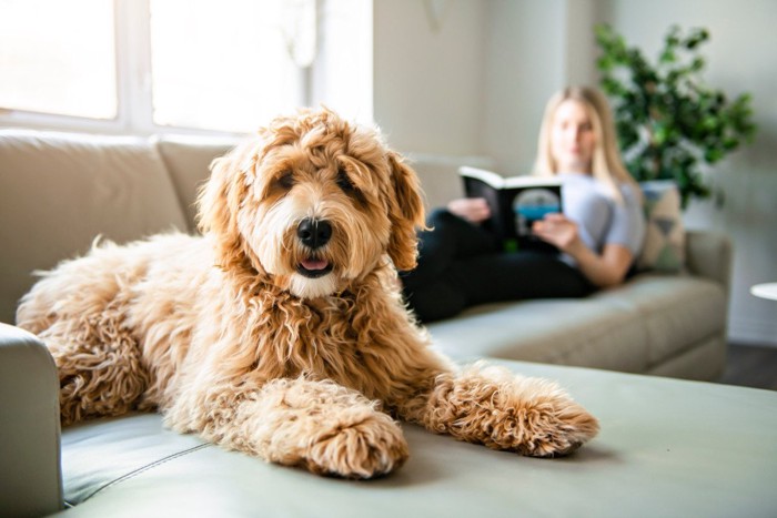 ソファーの奥に人、手前に犬