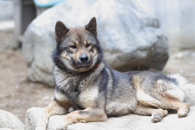 川上犬2