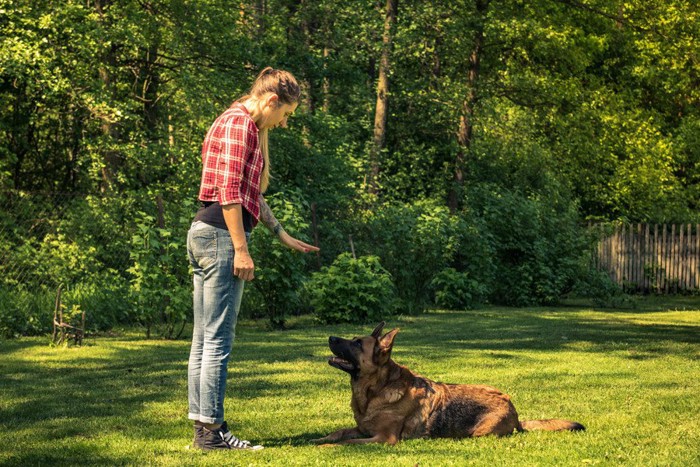 トレーニング中の犬