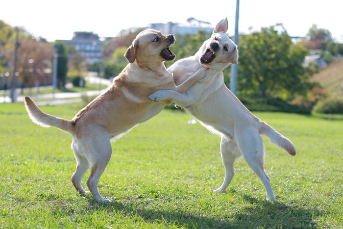 ケンカしている2頭の犬