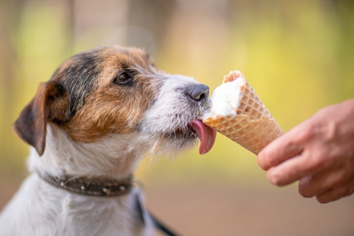 アイスを食べる犬