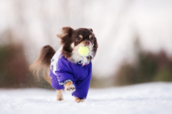 雪の中を走る犬