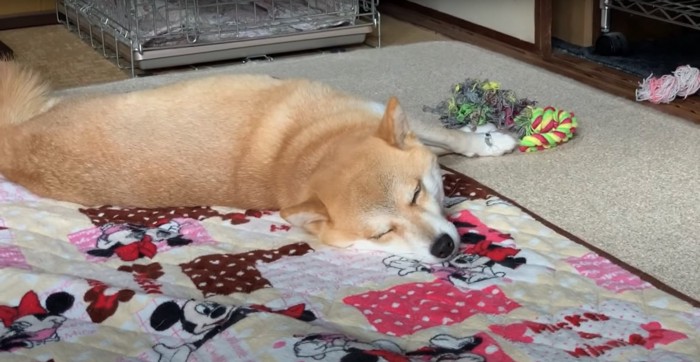 床で寝る柴犬