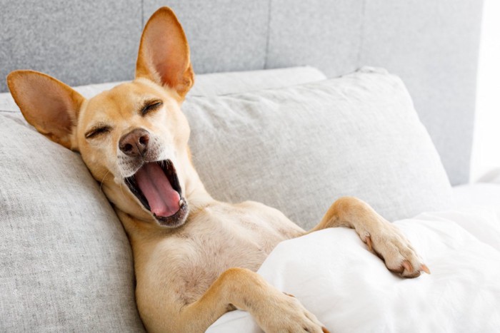 ベッドであくびする犬