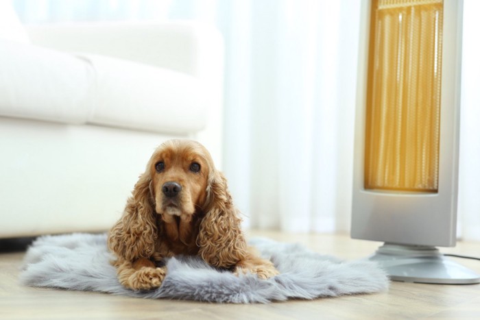 電気ストーブ前に座る犬