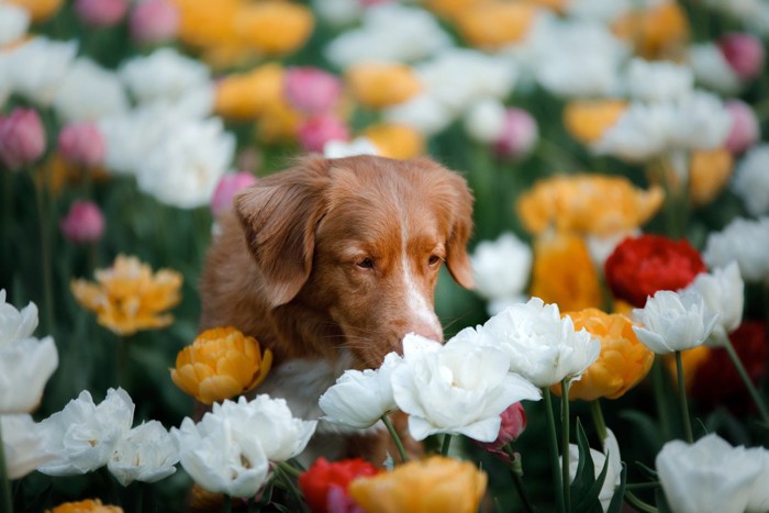 花に囲まれた犬