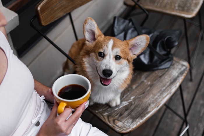 コーヒーを持つ人と椅子に座った犬