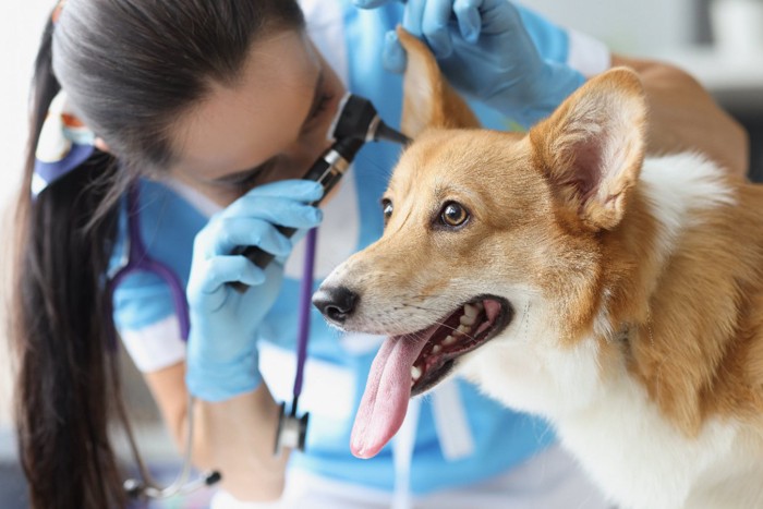 獣医師による耳の検査を受けている犬