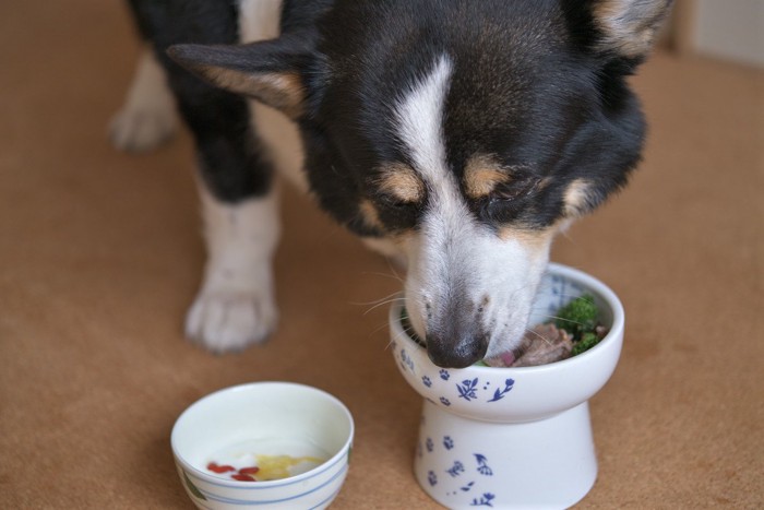 食事する犬