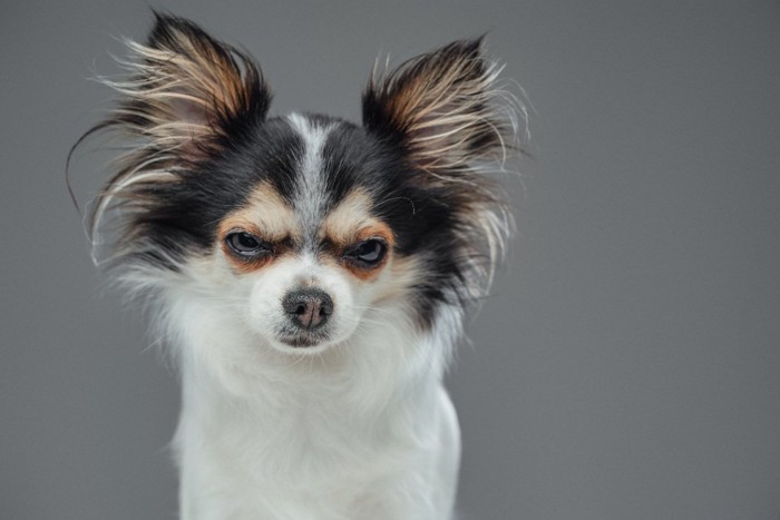 怒ったような表情を見せる犬 背景グレー