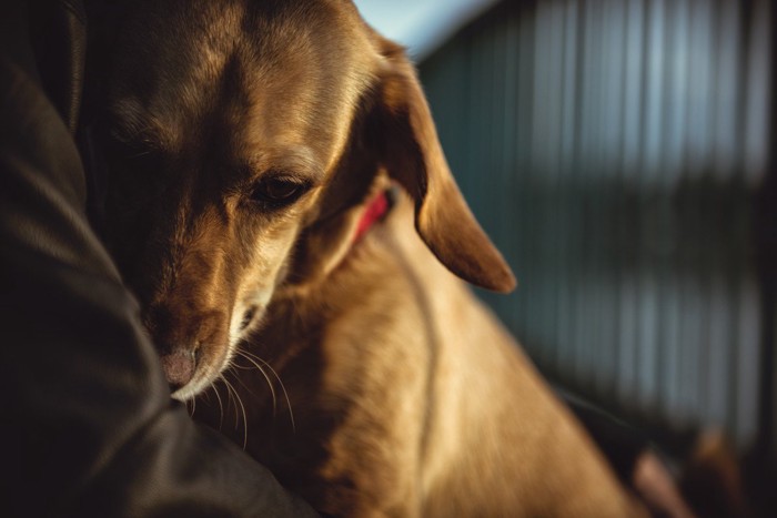 悲しそうな表情の犬